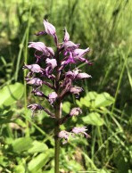 Wildblume Blume